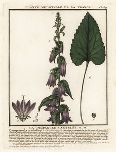 Brenneslebladklokke, Campanula trachelium. av Unbekannter Künstler