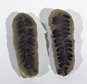 Neuropteris (Frond of Sea Fern) funnet ved Coseley, Staffordshire, Upper Carboniferous Period (bilde) av Unbekannt