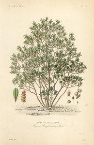 Nordlig laurbærbær, Myrica pensylvanica, cirier de pensylivanie av Unbekannt