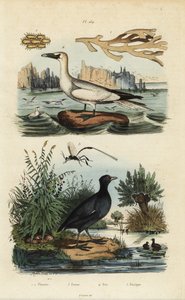 Nordhavssule, Morus bassanus 4, hønsehøne, Fulica rufifrons 5, Flustra foliacea tang 1,2 og Gasteruption veps 3 av Unbekannt