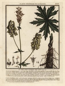 Nordlig ulvebane, Aconitum lycoctonum. av Unbekannter Künstler