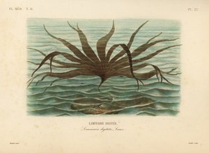 Tåre, Laminaria digitata, Finger Tare av Unbekannt