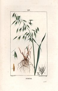 Havre Cultivee eller bysantinsk havre - Gravering av Lambert fils, etter en tegning av Pierre Jean Francois Turpin (1775-1840), hentet fra La flore medicale, av Chaumeton, Poiret et Chamberet, Paris 1830 - Havre, Avena sativa - Gravering av Lambert Junior  av Unbekannter Künstler