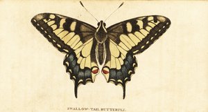 Old World svalehale, Papilio machaon., 1800 (gravering) av Unbekannter Künstler