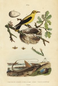 Oriole svarttrost, Gymnomystax mexicanus, reir og egg 3, sjokolade loricarid pansersteinbit, Loricaria cataphracta 2 og furusagflue, Neodiprion sertifer 1 av Unbekannt