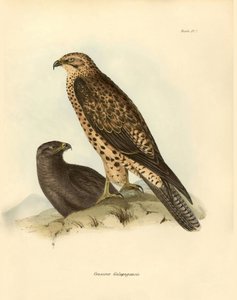 Ornitologi: «Craxirex Galapagoensis»-dysen fra Galapagos beskrevet av Charles Darwin (1809–1882) under ekspedisjonen hans om bord på Beagle. Platte fra «Fugler beskrevet av John Gould, med melding om deres vaner» av Charles Darwin. av Unbekannter Künstler