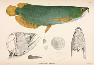 Osteoglossum formosum, Indonesia av Unbekannter Künstler