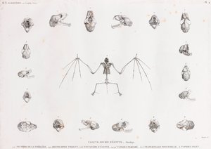 Osteologie von Fledermäusen in Ägypten