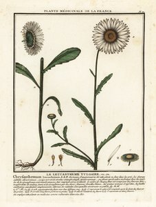 Okseøye tusenfryd, Leucanthemum vulgare. av Unbekannter Künstler