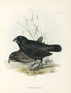 Et par store bakkefinker, Galapagosøyene, ca 1832-1836 av Unbekannt