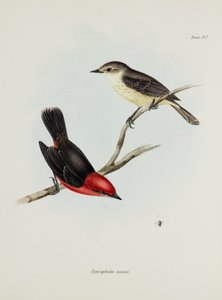 Fuglepar, c 1832-1836 av Unbekannter Künstler