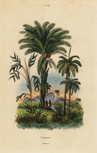 Palmetrær: daddelpalme, Phoenix dactylifera 1, Attalea art 2 og Geonoma art 3 av Unbekannt