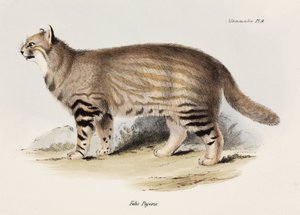 Pampas katt, Sør-Amerika, ca 1832-1836 av Unbekannt