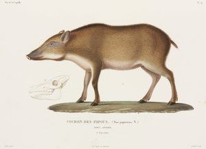 Papuansk gris, New Guinea av Unbekannter Künstler