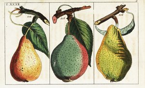 Pæresorter, Pyrus communis. av Unbekannter Künstler