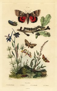 Erteblomst, Periphanes delphinii 1, bomullsbollorm, Helicoverpa armigera 2, gul undervinge, Anarta myrtilli 3, og stor gul undervinge, Noctua pronuba, larve og puppe 4. Noctuelles sommerfugler av Unbekannt
