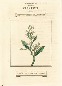 Stilk havportulak, Atriplex pedunculata. Håndkolorert kobberstikk etter en illustrasjon av Richard Duppa fra hans The Clours and Orders of the Linnaean System of Botany, Longman, Hurst, London. av Unbekannter Künstler