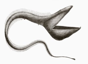 Pelican Eel eller Eurypharynx pelecanoides, en dyphavsfisk sjelden sett av mennesker, fra 'El Mundo Ilustrado', utgitt i Barcelona, ca. 1880 av Unknown