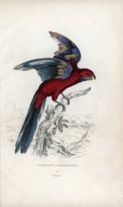Vimpelparakit, Psittacus pennantii. Platycercus elegans. av Unbekannter Künstler