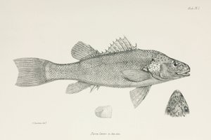 Abbor, ca 1832-1836 av Unbekannt