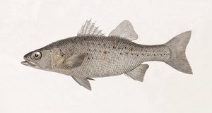 Perche Noct, nærbilde av Unbekannt
