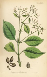 Peruansk barktre eller kinintre, Cinchona officinalis. Håndkolorert litografi av Henry Sowerby fra Edward Hamiltons Flora Homeopathica, Bailliere, London. av Unbekannter Künstler