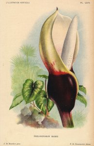 Philodendron mamei med hvit og blodrød blomsterstand. Tropisk eksotisk plante. Illustrasjon av J. de Bosschere, litografi av P.de Pannemaeker, utgitt rundt 1880 i Gent (Belgia), i L#39;Illustration Horticole av Jean Linden (1817-1898) oppdagelsesreisende,  av Unbekannter Künstler