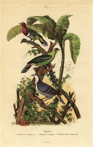 Rosahodet fruktdue, Ptilinopus porphyreus, Buru grønn due, Treron aromaticus og Luzon blødende hjerte, Gallicolumba luzonica av Unbekannt