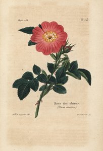 Rosa hund, hunderose, Rosa Canina. Håndkolorert litografi av Lecouturier etter en botanisk illustrasjon av frøken F. Legendre fra Pierre Boitards «Rose-Lovers komplette manual», Roret, Paris 1836. av Unbekannter Künstler