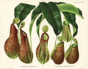 Muggeplantesorter, Nepenthes-arter (Nepenthes henryana, Nepenthes lawrenciana). Kromolitografi av P. de Pannemaeker fra Jean Lindens l#39;Illustration Horticole, Brussel. av Unbekannter Künstler