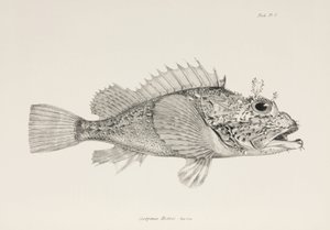 Spiller skorpionfisk, c 1832-1836 av Unbekannter Künstler