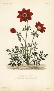 Valmueanemone eller spansk ringblomst, Anemone coronaria, Anemone des jardins av Unbekannt