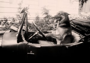 Prisvinnende politihund Alex bak rattet i en bil av David Mosé