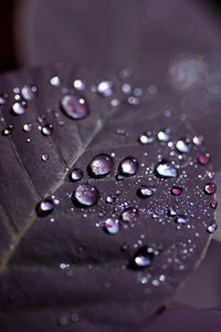 Purple Leaves II (fotografi) av Unbekannter Künstler