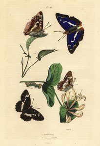 Lilla keiser, Apatura iris 1 og eurasisk hvit admiral, Limenitis camilla 2 av Unbekannt
