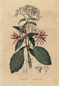 Kinin, Cinchona officinalis 1 og Ladenbergia oblongifolia, sårbar, 2 av Unbekannt