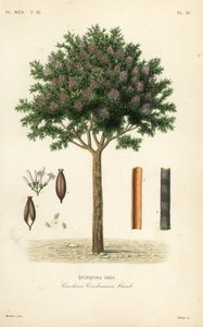 Kinin- eller cinchonabark, Cinchona officinalis, Cinchona condaminea, Quinquina gris av Unbekannt