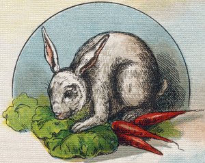 Kanin spiser en gulrot. Gravering i "Alphabet de ma petite fille". Bernardin-Bechet og Fils, bokhandler-forlag, Paris, rundt 1895. Ubrytelig album på lerret. Bibliotheque des Bebes. 12 sider. Album som inneholder en lesemetode og en illustrativ a av Unbekannt