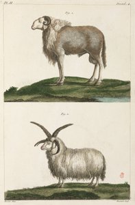 Rams av Unbekannt