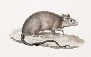 Rotte fra Alexandria av Unbekannt