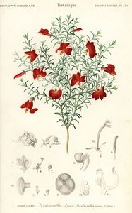 Rød leschenaultia, Leschenaultia formosa., 1849 (gravering) av Unbekannter Künstler