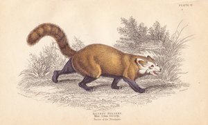 Rød panda, Ailurus fulgens. Sårbar. Fra et eksemplar i Linnean Societys museum. Håndkolorert stålgravering av Lizars etter en illustrasjon av Charles Hamilton Smith fra William Jardines naturalistbibliotek, Edinburgh. av Unbekannter Künstler