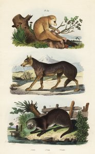 Rød slank loris, Loris tardigradus truet 1, ulv, Canis lupus 2 og eurasisk oter, Lutra lutra 3 av Unbekannt