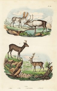 Reinsdyr, Rangifer tarandus 1, elg, Alces alces 2, hjort, Cervus elaphus 3 og europeisk rådyr, Capreolus capreolus 4 av Unbekannt