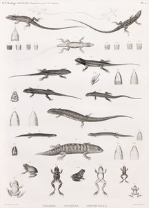 Reptiler: serie med illustrasjoner av øgler, skinks og frosker av Unbekannt