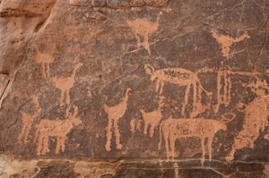 Bergkunst, forhistorie: Detalj av en gravering av et sett med strutser og storfe i Uweinat-massivet, Egypt (Periode fra 8000 til 3000 år f.Kr.). Fotografering av Unbekannt
