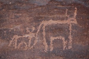 Bergkunst, forhistorie: Gravering av en ku og dens kalv i Uweinat-massivet, Egypt. (Periode fra 8000 til 3000 år f.Kr.). Fotografering av Unbekannt