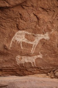 Bergkunst, forhistorie: Bergmaleri av to kyr med store horn (langt horn) i et utsmykket ly, i Uweinat-massivet, Sudan (Karkur-Talh eller Karkur Talh). Periode fra 8000 til 3000 år f.Kr. Fotografering av Unbekannt