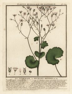 Rundbladet saxifrage, Saxifraga rotundifolia. av Unbekannter Künstler