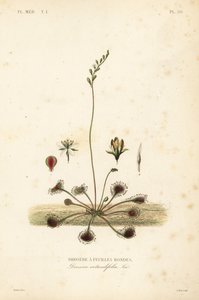 Rundbladet soldugg eller vanlig soldugg, Drosera rotundifolia, Droserie a feuilles rondes av Unbekannt